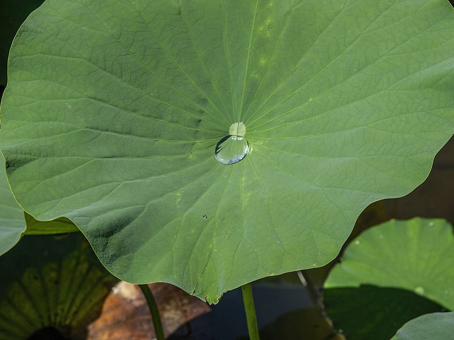 lotos, leaf, droplet, repellent, flora, leaves, water, green, garden, plant part
