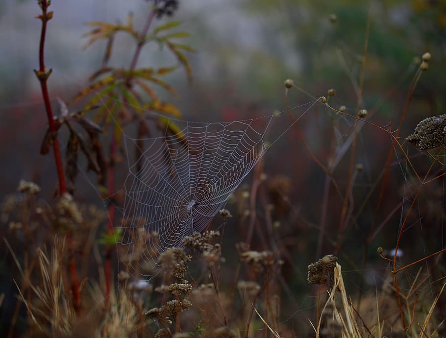 spider web, wet, hooked, place, dew, drops, nature, plant, close-up, fragility