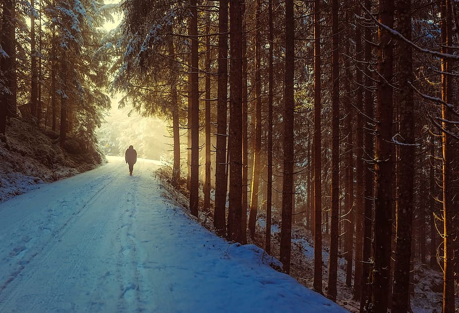 person, walking, pathway, surrounded, pine trees, winter, snow, sunrise, dawn, walk