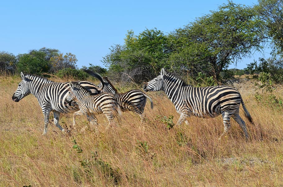 четыре, зебра, трава, зебры, Дикий, Дикая жизнь, Животные, Зимбабве, Африка, куст