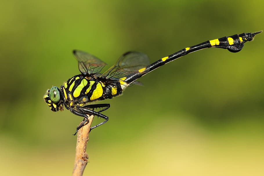 insectos, libélula, encaramado, alas, colores, patrones, gradiente, todavía, temas de animales, fauna animal