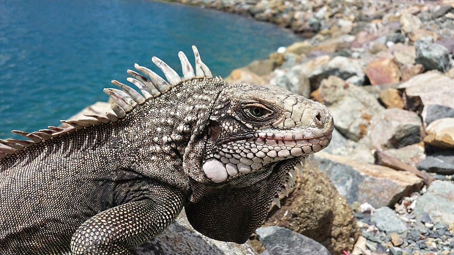 close-up photo, grey, inguana, rocks, reptile, iguana, lizard, wildlife, animal, tropical