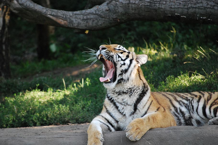 tiger, dangerous, predator, big cat, animal, wildcat, animal themes, feline, mammal, animal wildlife