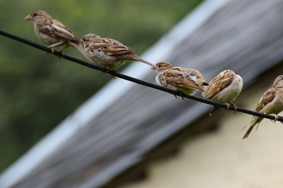 birds, cute, sparrows, nature, happy, love, pattern, feather, funny, symbol