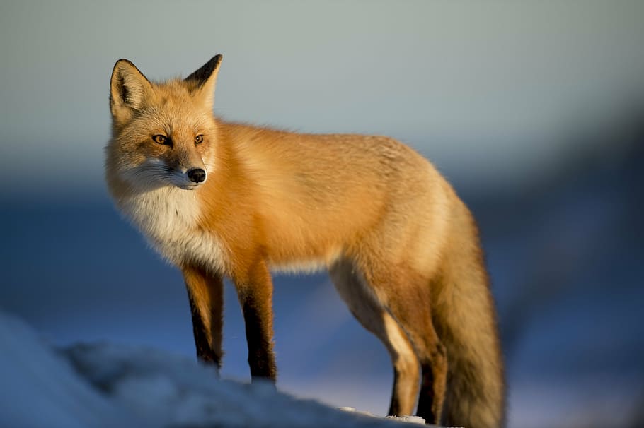 brown, fox, white, snow, animal, animal photography, blur, blurry, canine, close-up