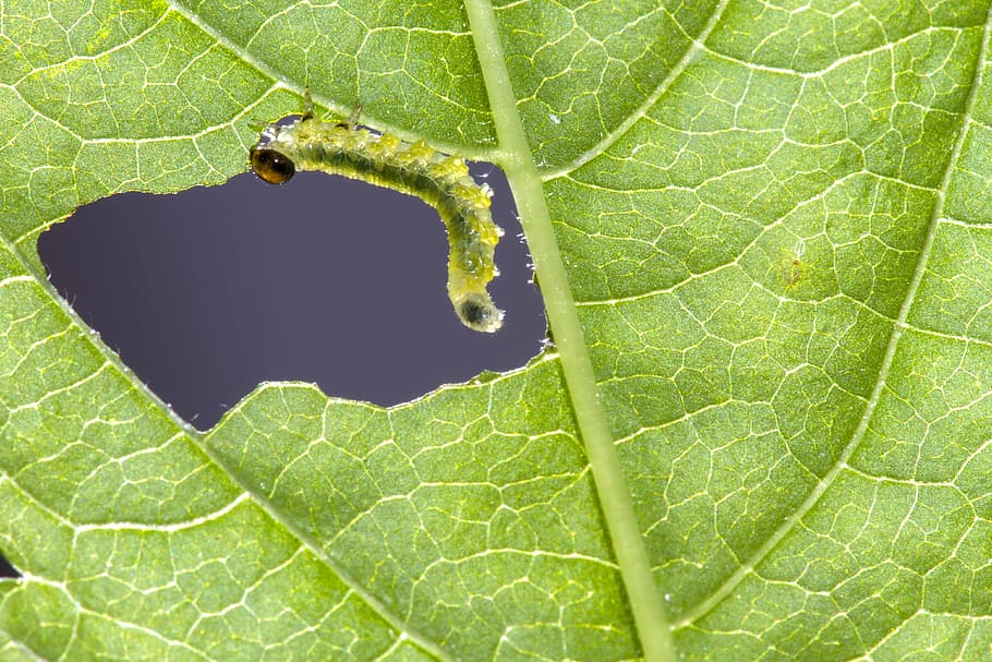 sawflies larvae, caterpillar, Sawflies, Larvae, Caterpillar, sawflies larvae, leaf damage, small caterpillar, gluttonous, leaf, green color