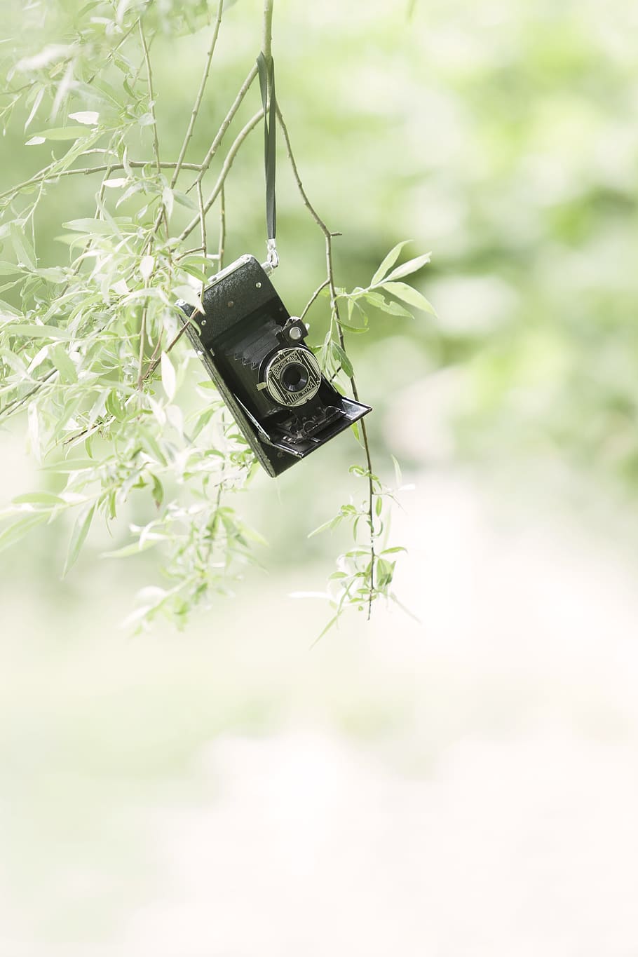 black, camera, branch, photo camera, vintage, old, antique, shooting, photography, hobby