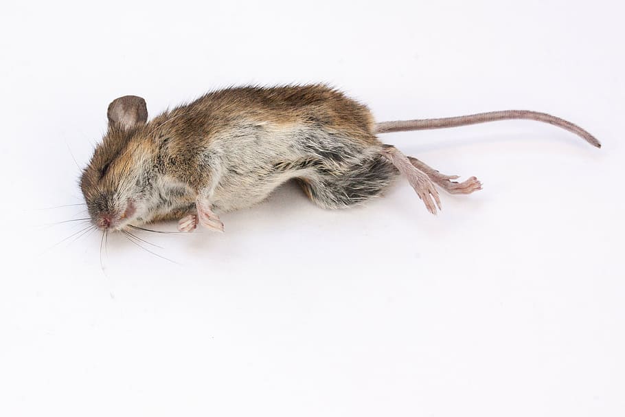 brown, rabbit, white, background, mouse, wood mouse, apodemus sylvaticus, dead, dead mouse, rodent