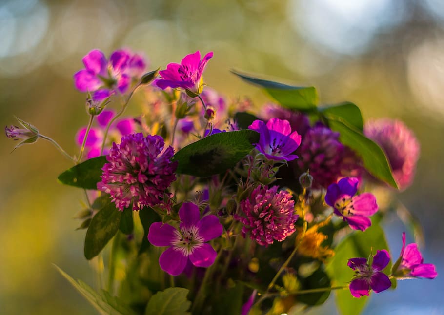 selective, focus photography, purple, Flowers, Field, Bouquet, flowers of the field, summer, beauty, closeup
