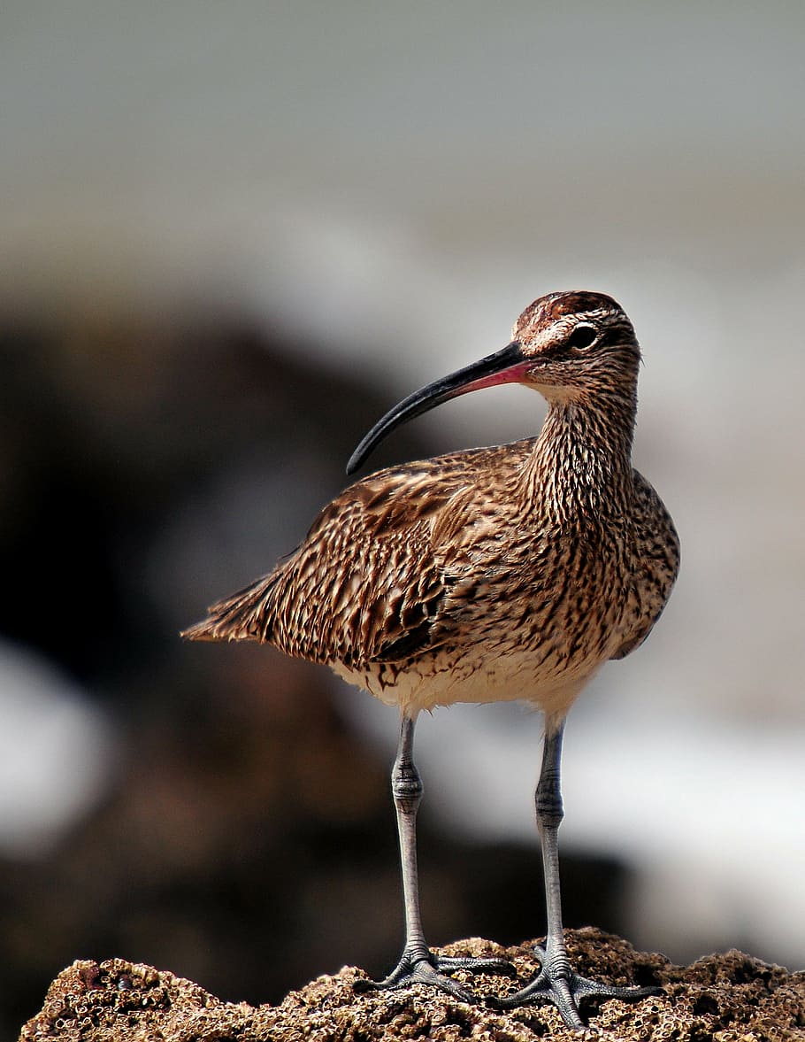 long-beak brown bird, whimbrel, birds, senegal, fauna, animal, bird, nature, wildlife, beak