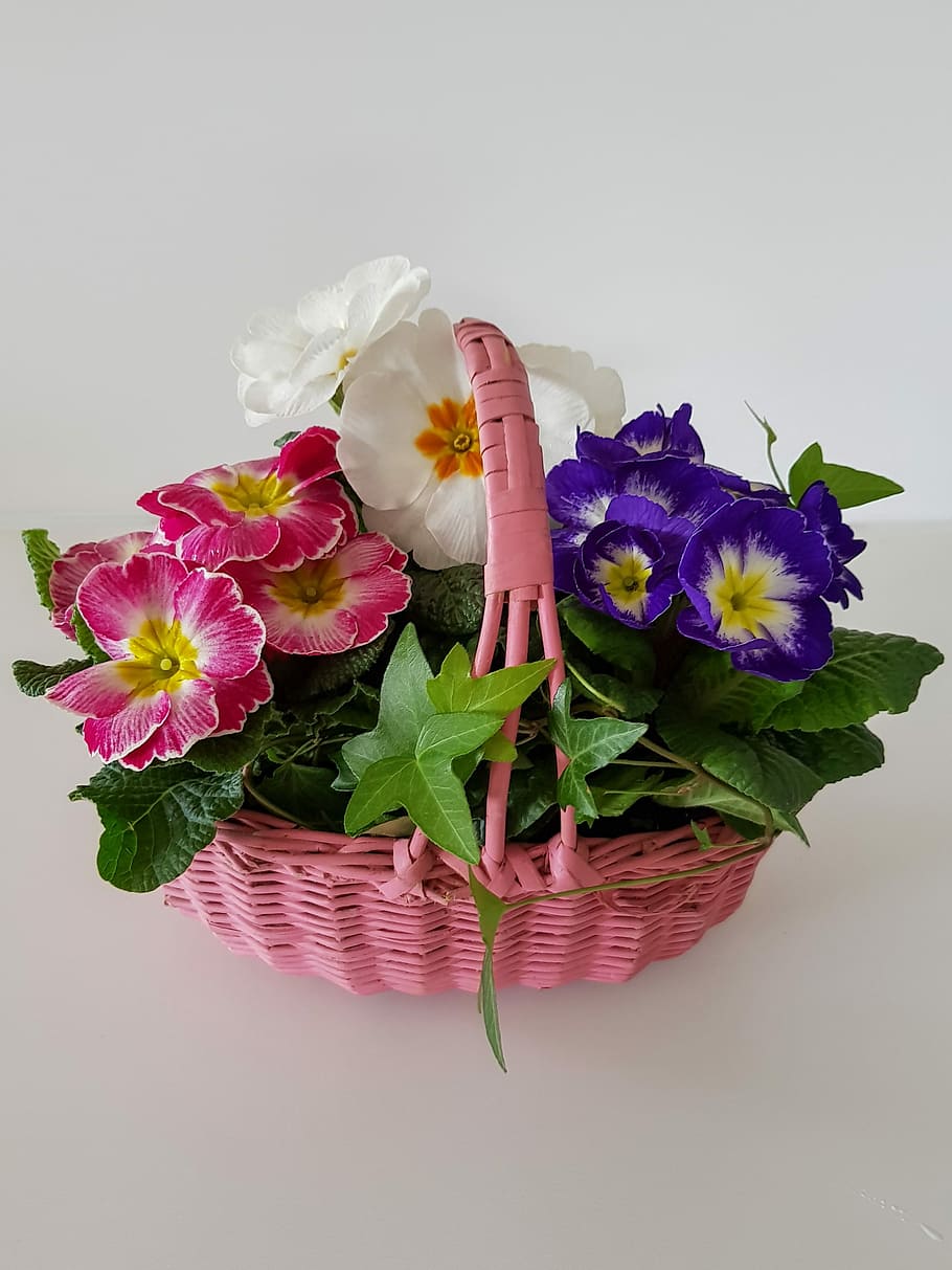 flower basket, primroses, primula, flower, spring, summer, colorful, pink, white, purple