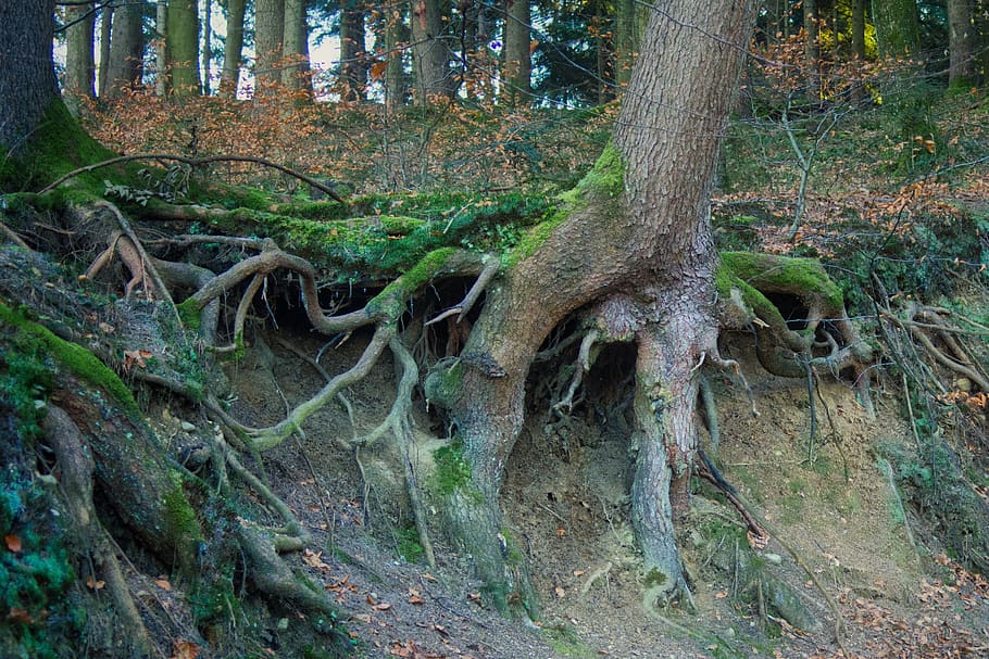 tree, root, rooting, log, overgrown, containing, security, old, natural energy, gnarled
