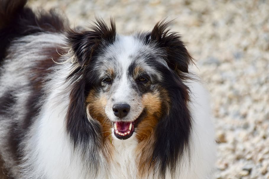 dog, dog berger shetland, companion, color blue merle, eye colour hazel, dog portrait, black truffle, pink tongue, animal, doggie
