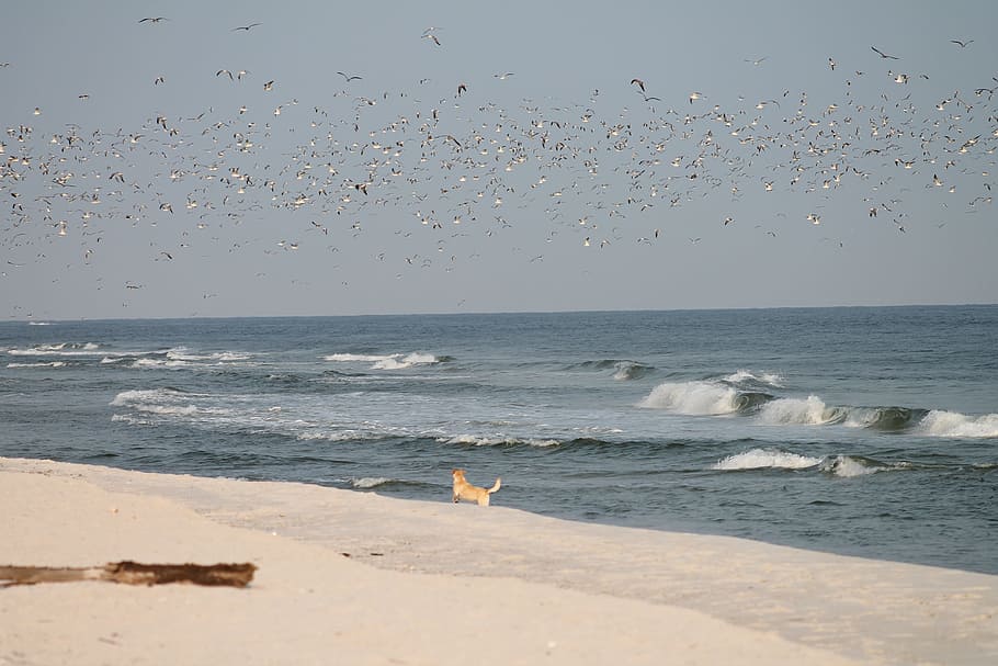 adult, brown, chinook, beach, Beach, Sand, Water, Ocean, Dog, Seagulls, sand