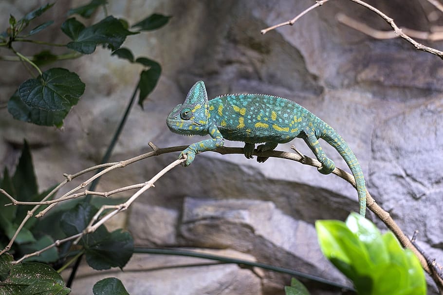 Chameleon, Zoo, Reptile, Close, Tropical, color, animal world, exotic, terrarium, animal