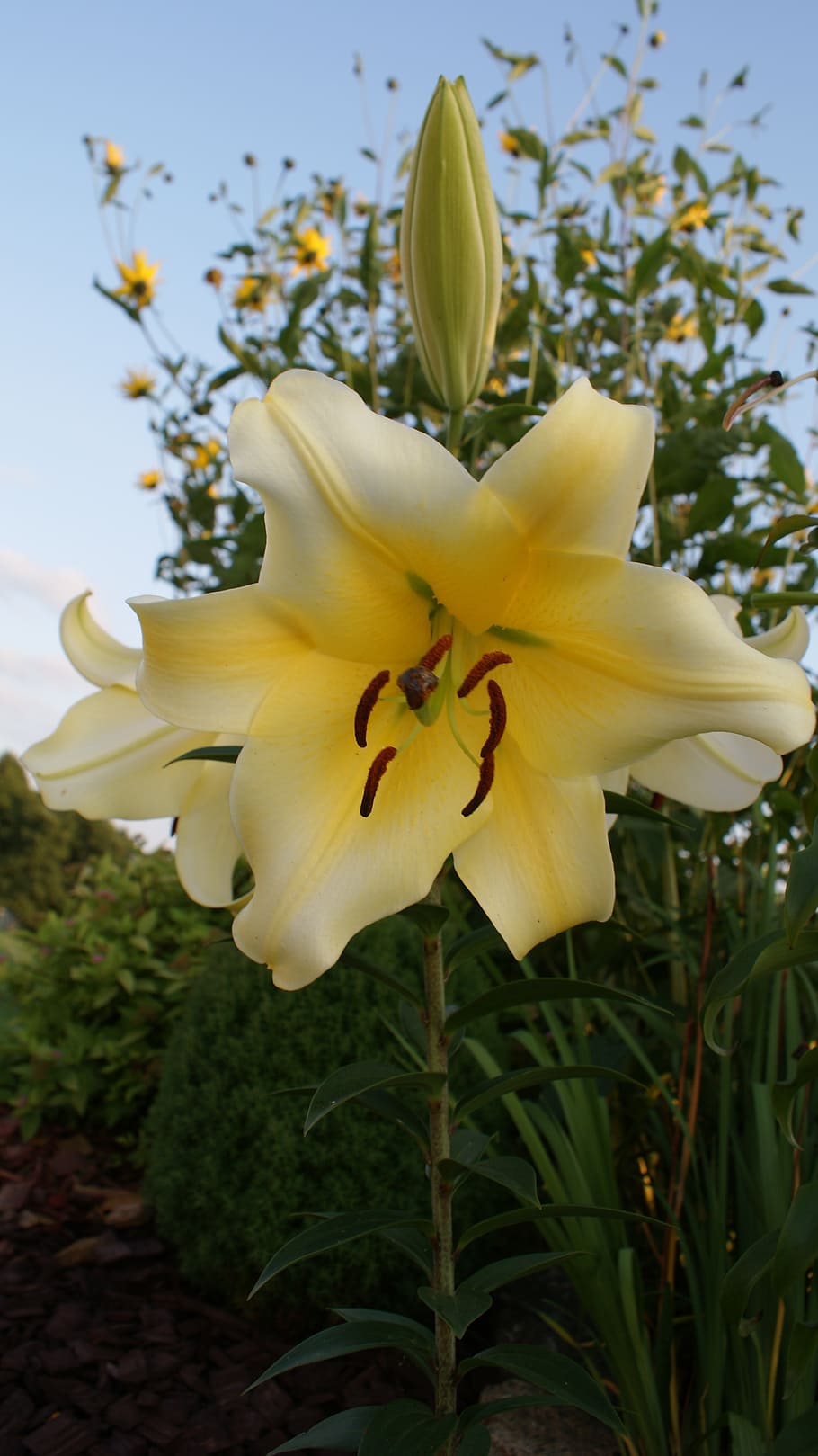 lirio, flor blanca, cielo, primavera, flores, naturaleza, planta  floreciendo, flor, planta, pétalo | Pxfuel