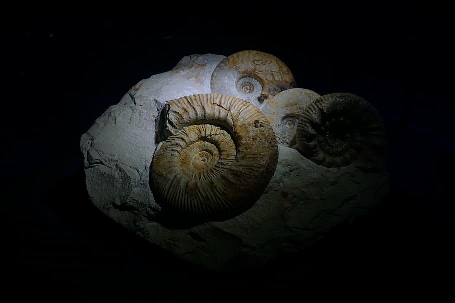 Amonitas, fósiles, museo, paleozoico, criatura marina, animal, naturaleza, caracol, fondo negro, espiral