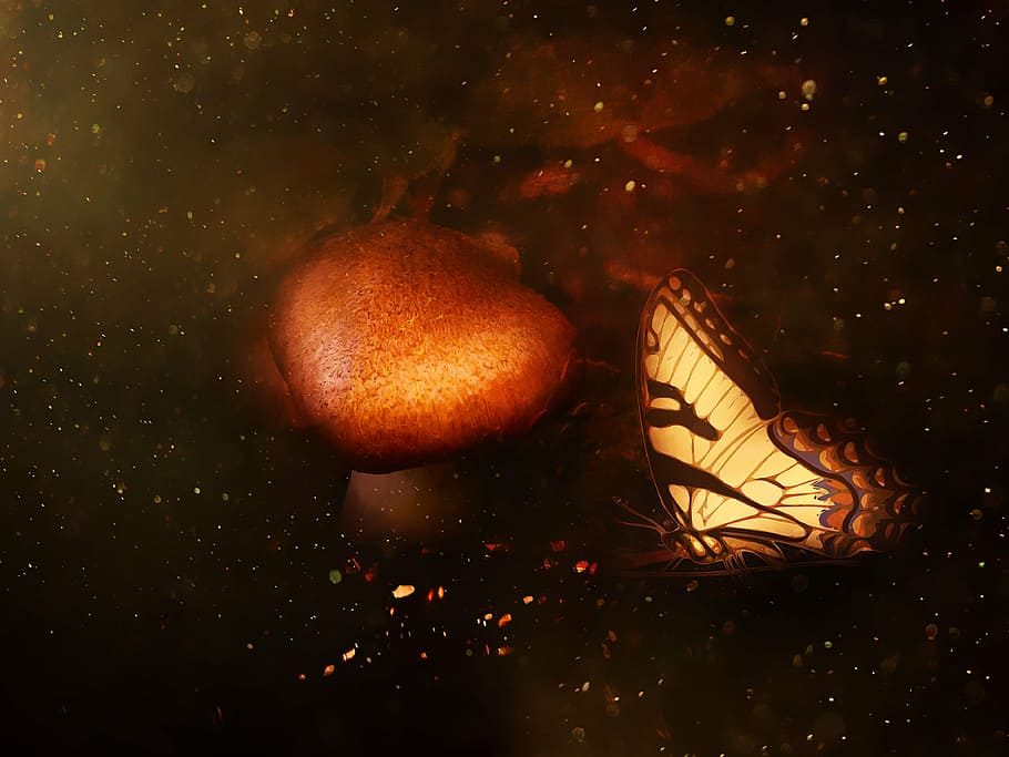 forest, forest floor, mushroom, brown, butterfly, glitter, fantasy, painting, digital painting, food and drink