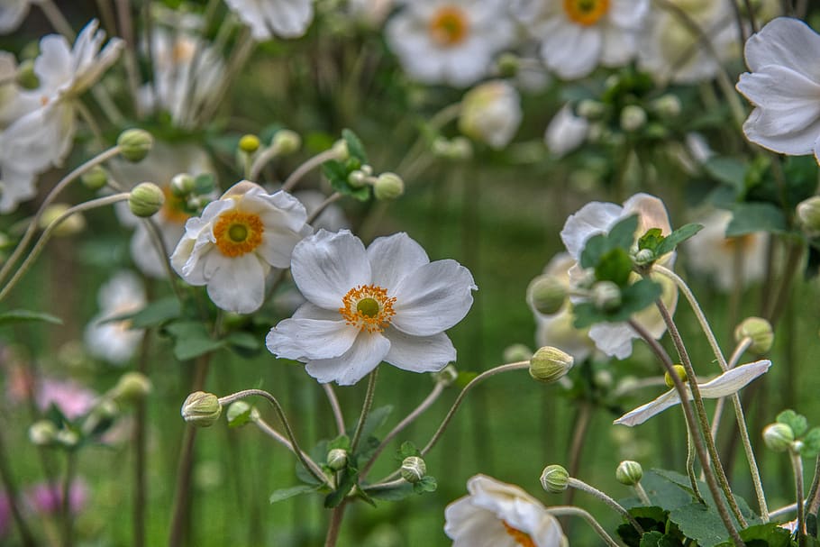 anemone, fall anemone, anemone hupehensis, white, yellow, hahnenfußgwächs, flowering plant, flower, plant, beauty in nature