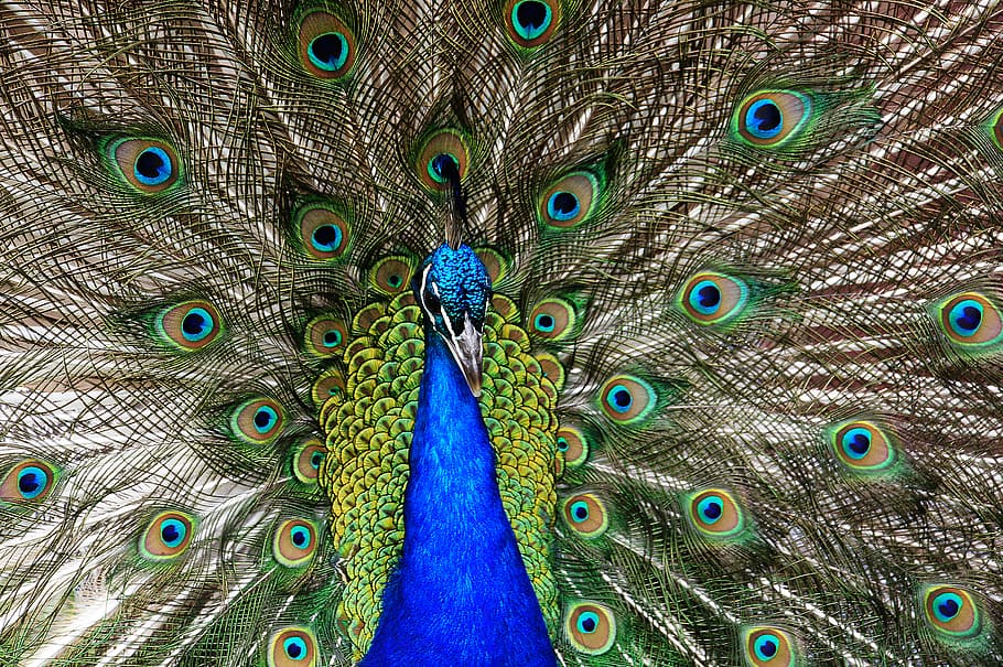 Proud, Peacock, blue and green peacock, bird, animal themes, animal, peacock feather, feather, vertebrate, one animal