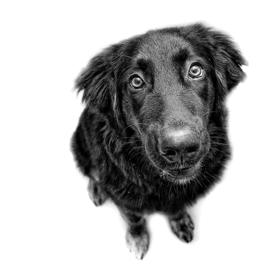 adult, black, flat-coated retriever close-up photo, dog, black and white, are you looking at, dog look, black dog, pets, domestic