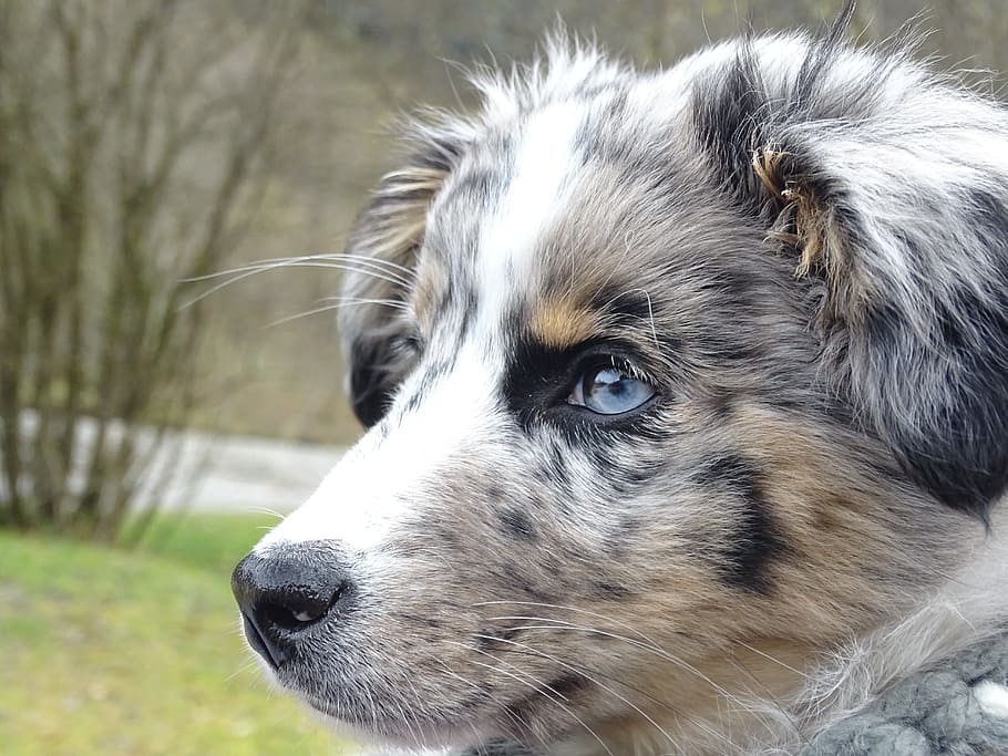 close-up photography, blue, merle australian shepherd puppy, outdoors, australian shepherd, dog, merle, pet, portrait, lying