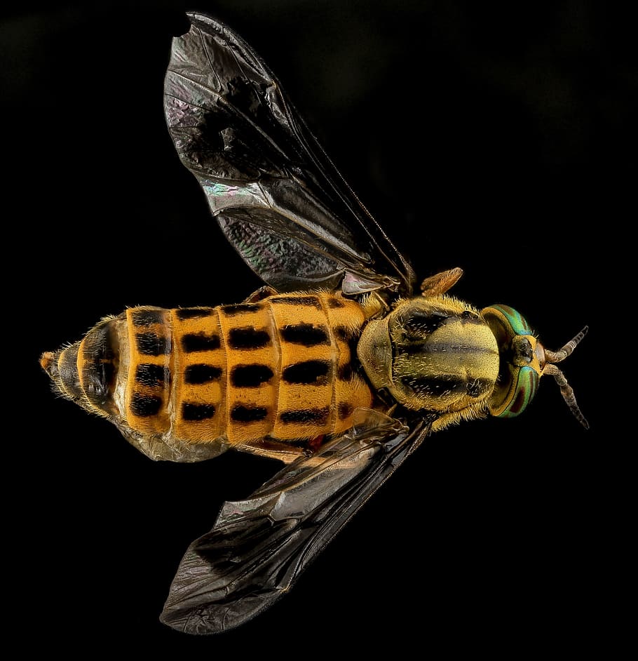deer fly, yellow fly, horse fly, stout, macro, insect, wildlife, nature, bug, portrait