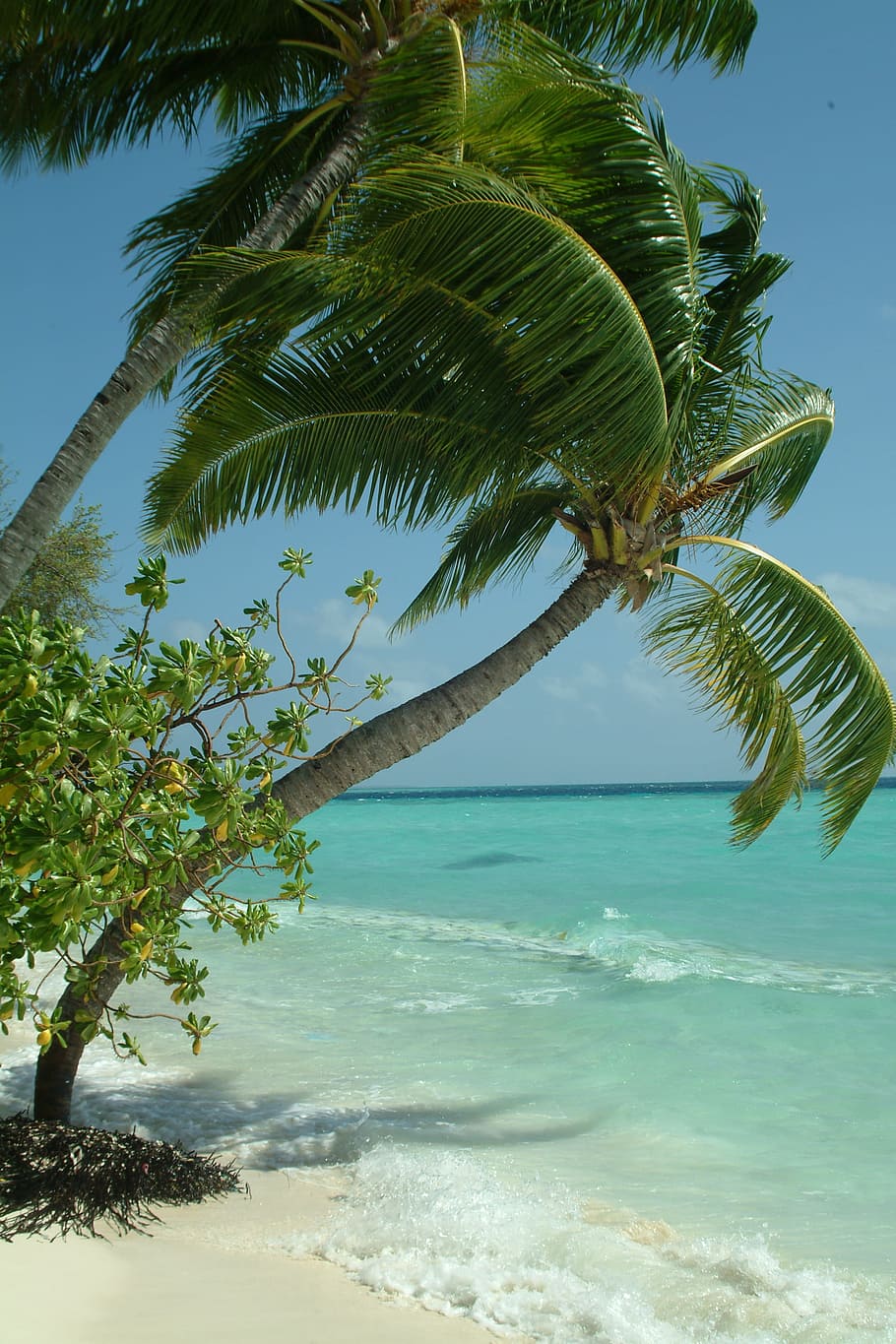 사진, 코코넛 나무, 해변, 팔마, 몰디브, 나무, 물, 바다, 하늘, 식물