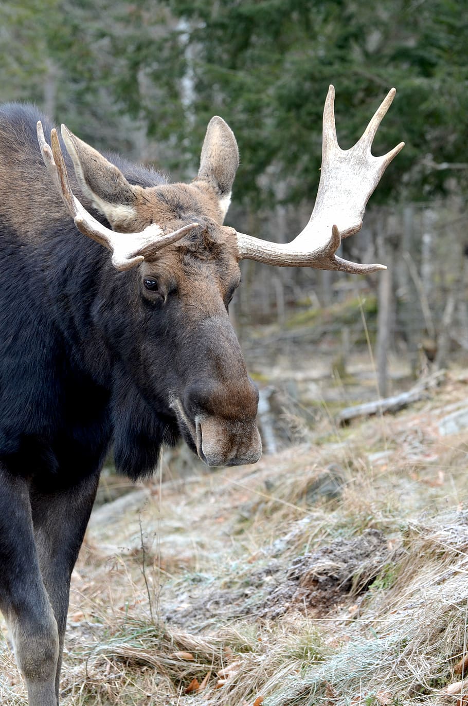 moose, animal, wild, wildlife, nature, mammal, bull, natural, forest, adult
