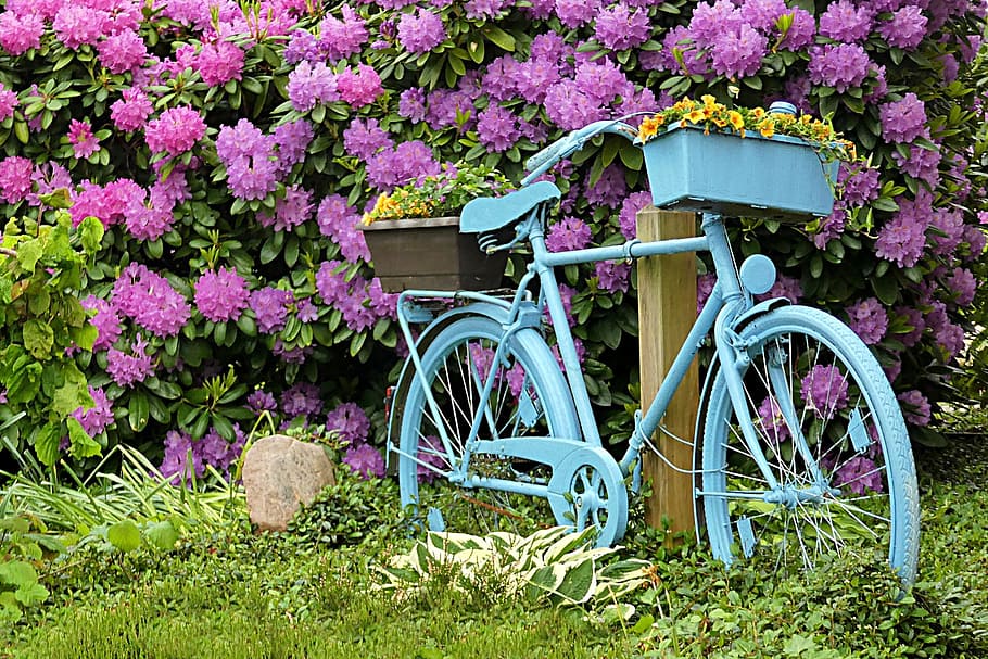 blue, beach cruiser bicycle, leaning, wooden, post, purple, flower garden, background, blue beach, beach cruiser
