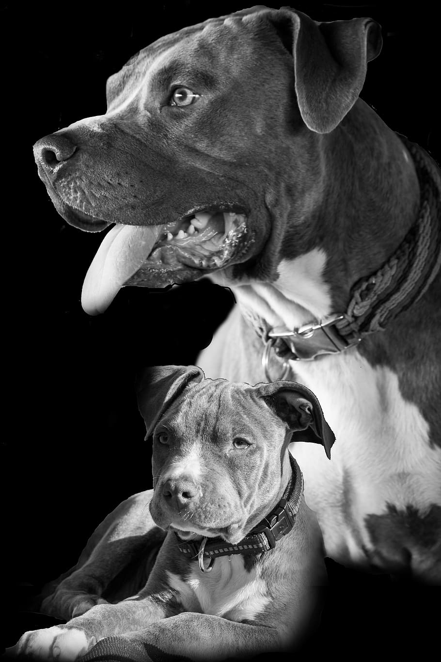 auditoría Incomodidad Cereal collage, fotomontaje, composición, blanco y negro, perro, cachorro,  retrato, retrato de animales, fotografía de mascotas, fotografía | Pxfuel