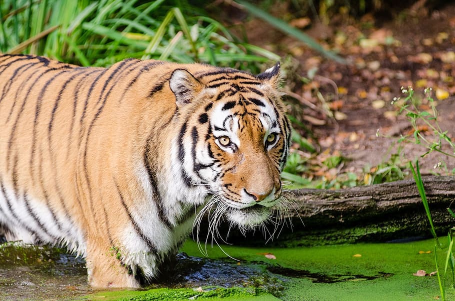 tiger, soak, green, body, water, daytime, looking, big cat, feline, wildlife