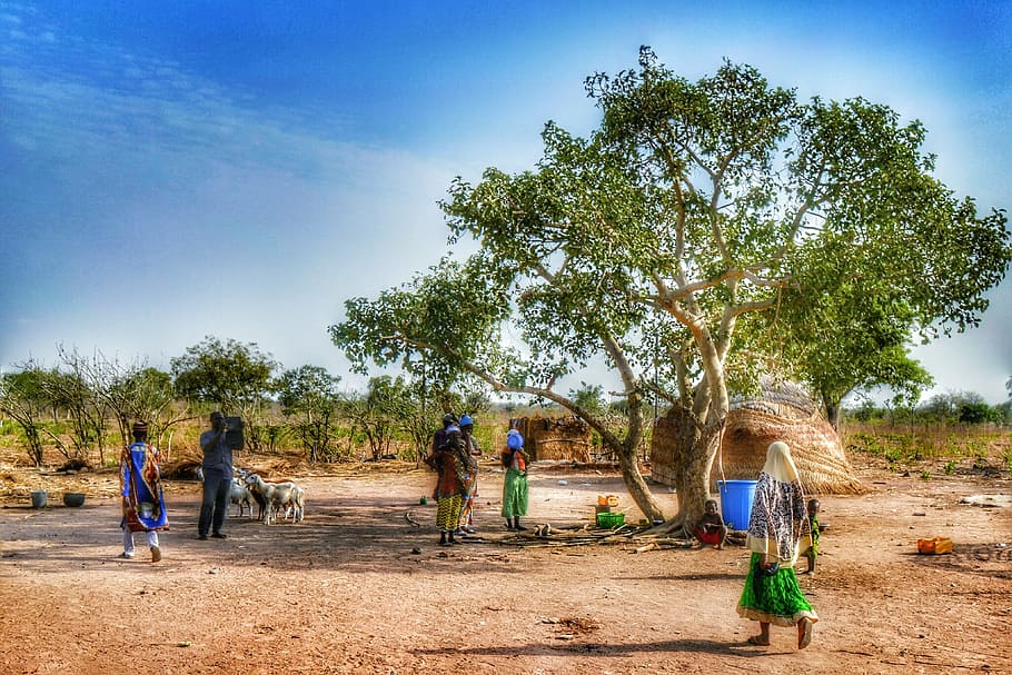 ghana, africa, village, live, traditionally, tree, human, sheep, plant, group of people