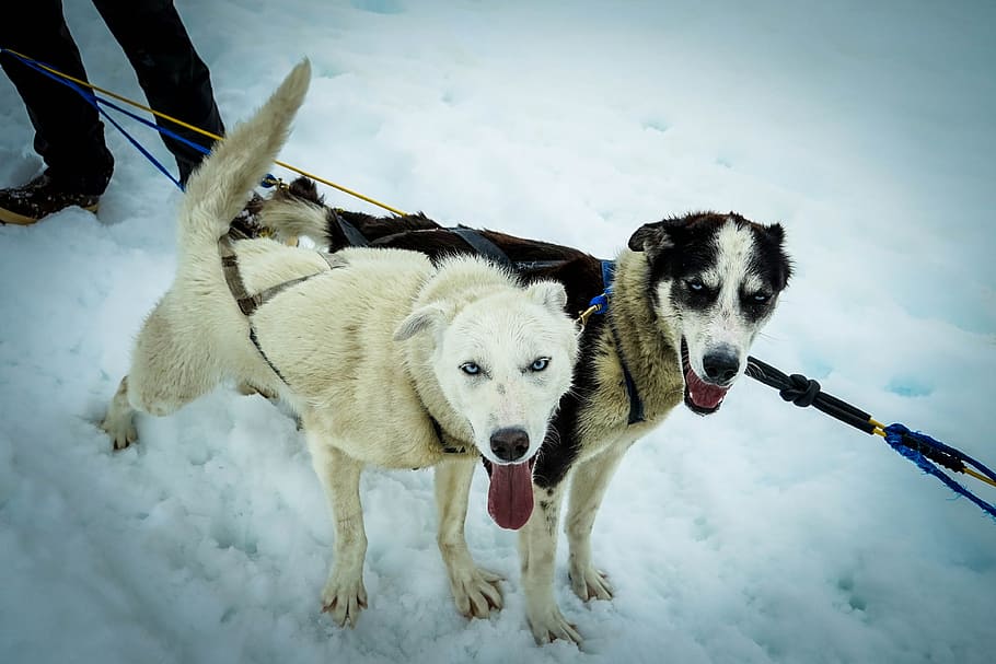 Sled Dogs, Alaska, Dog Sled, Sled, Dog, sled, dog, sledding, snow, dogs, pulling