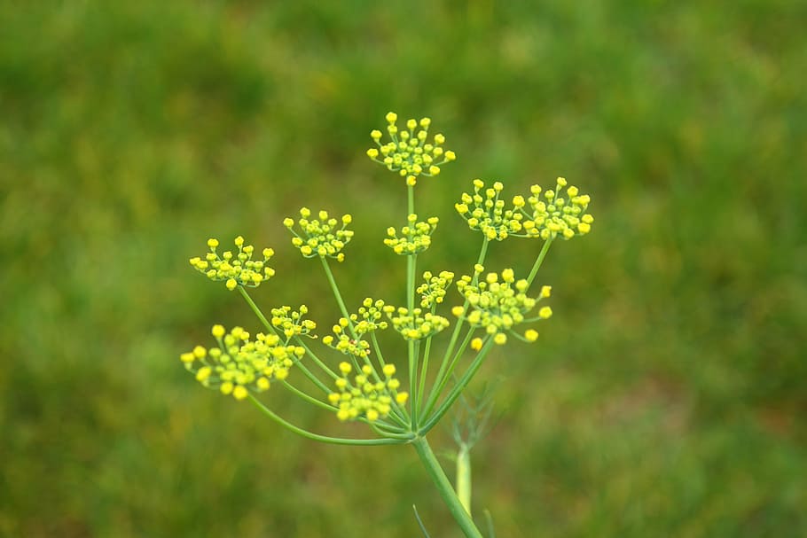 selective, focus photo, yellow, petaled flower, fennel, blossom, bloom, inflorescence, yellow green, foeniculum vulgare