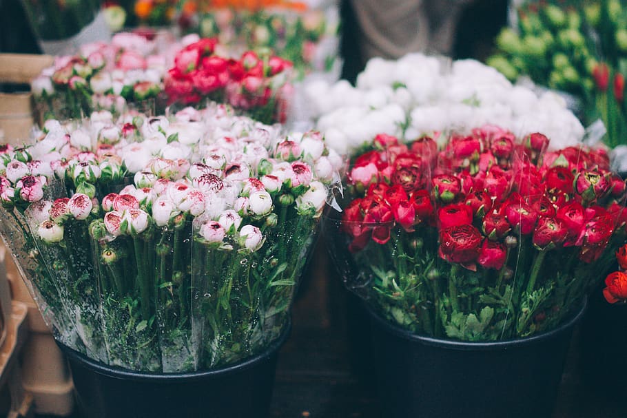 putih, merah, mawar, alam, tanaman, ember, penjualan, flora, ikat, karangan bunga