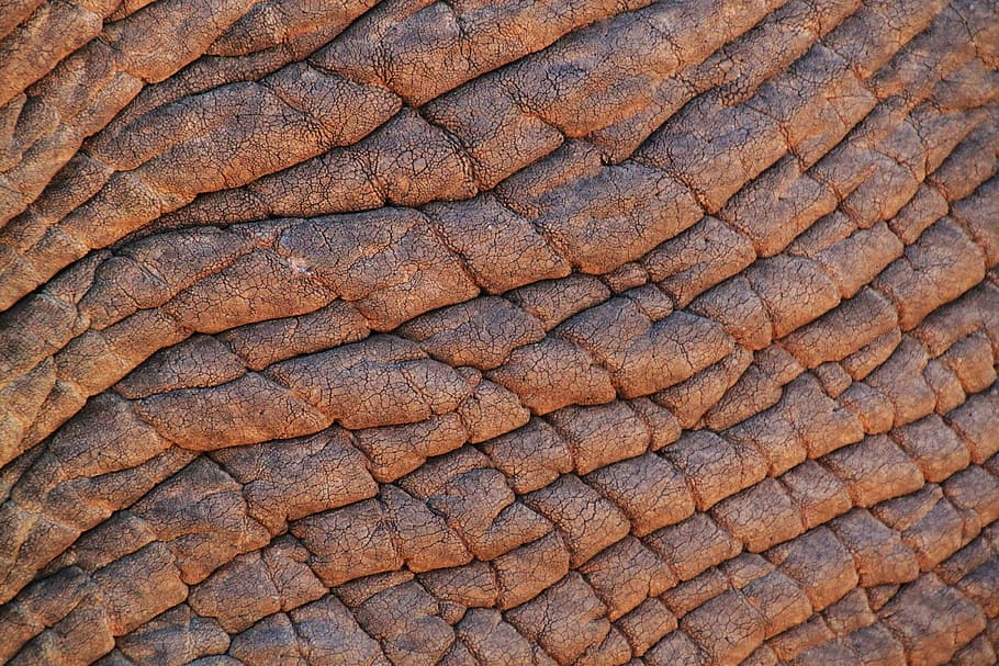 suelo marrón seco, piel de elefante, elefante, elefante africano de sabana, áfrica, animales, piel, estructura, patrón, macro