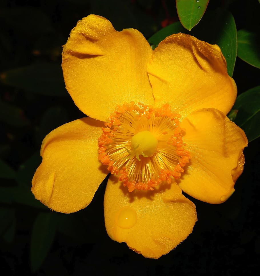 poppy, eschscholzia californica, gold poppy, yellow, bright, color, pollen, garden plant, golden autumn, atmosphere