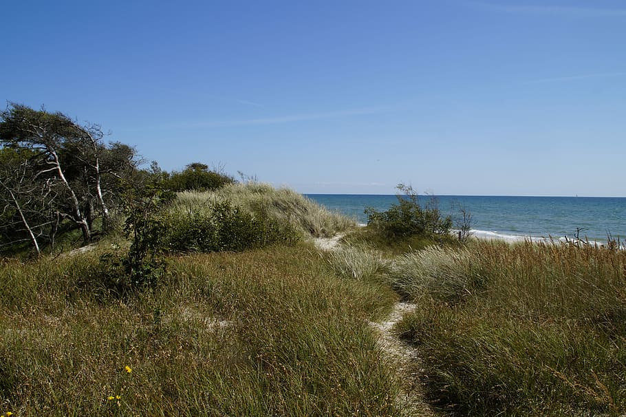 Dune, Landscape, Grasses, Sea, dune landscape, ocean, baltic sea, lake, summer, nature