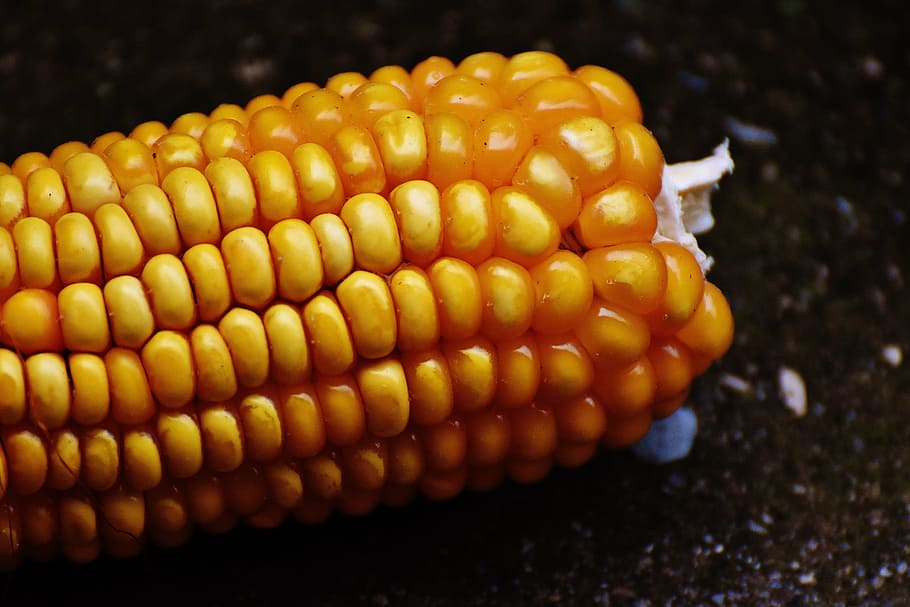 maíz, mazorcas de maíz, granos de maíz, verduras, naturaleza, vegetales más, Comida, comida y bebida, vegetales, alimentación saludable