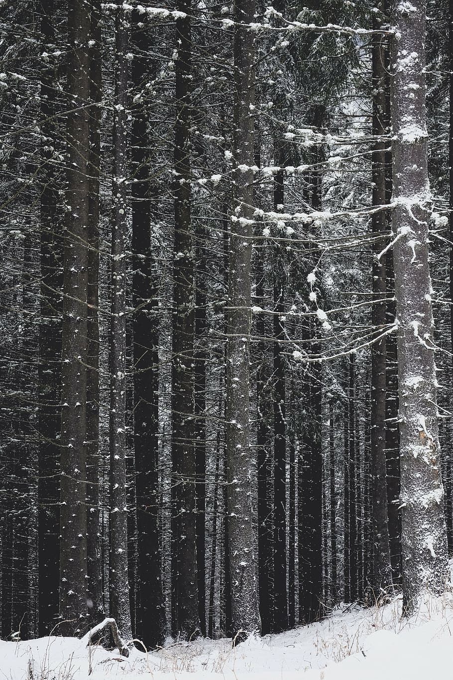 snow, covered, bare, trees, winter, white, cold, weather, ice, plants