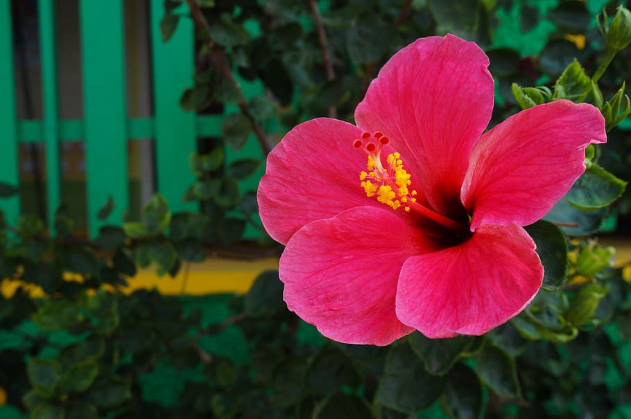 flower, hibiscus, red, nature, flora, floral, bloom, blossom, plant, flowering plant