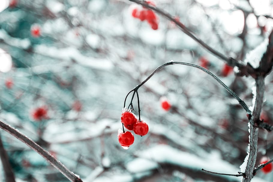 cherry, red, fruit, food, sweets, dessert, branches, plant, snow, winter