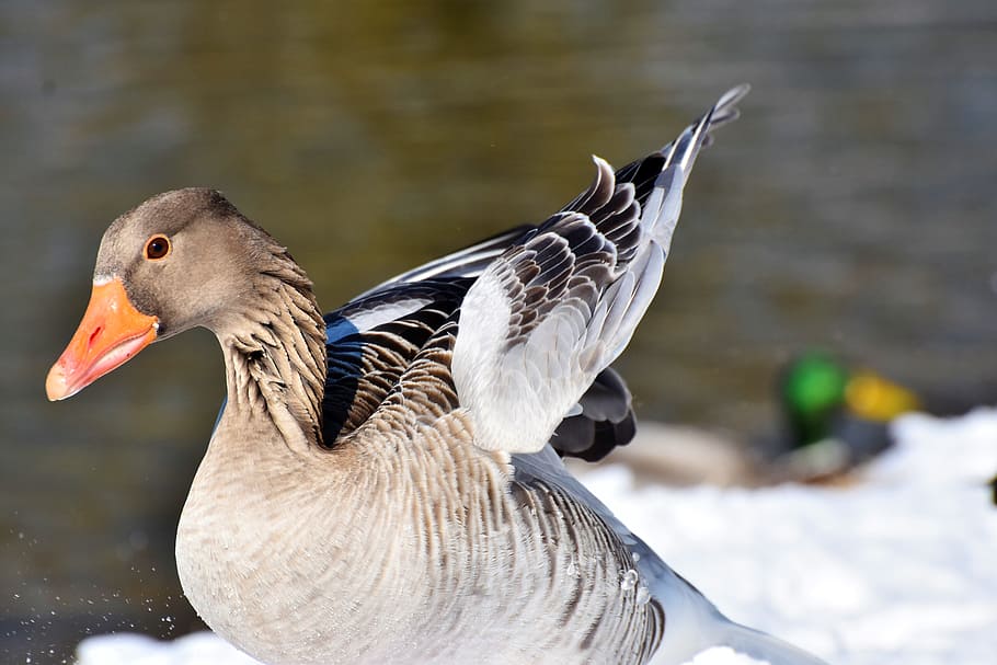 goose, greylag goose, wild goose, water bird, migratory bird, wild bird, poultry, bird, animal, waddle