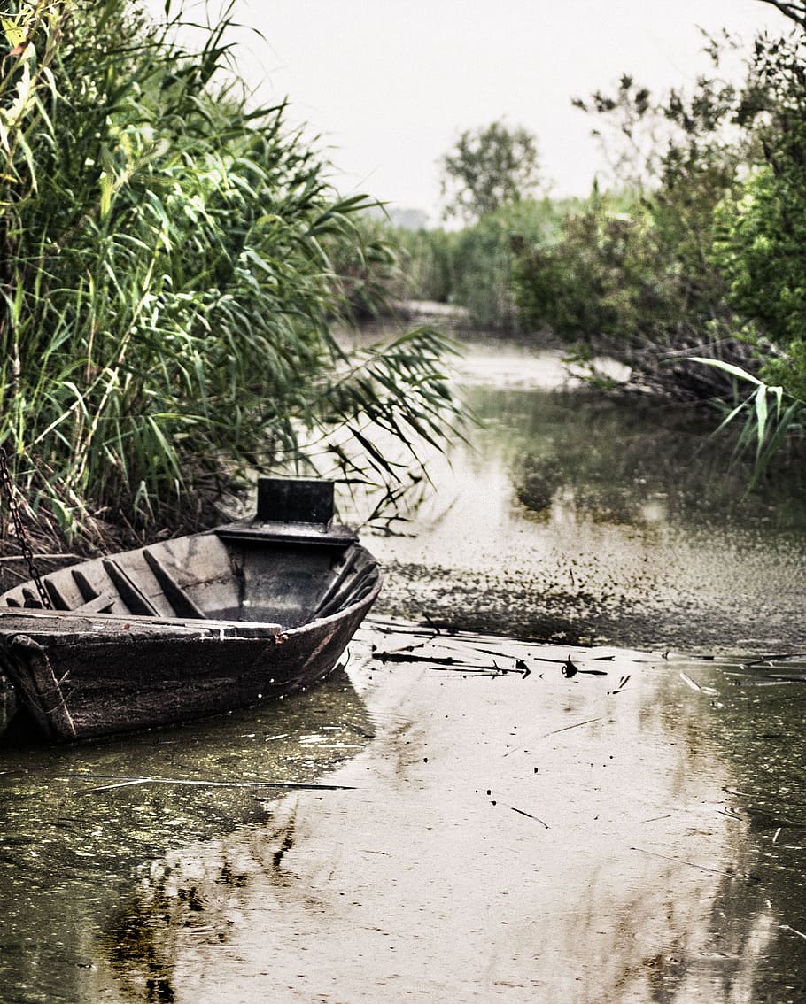 boat, float, tub, river, green, swamp, wood, nature, plant, water