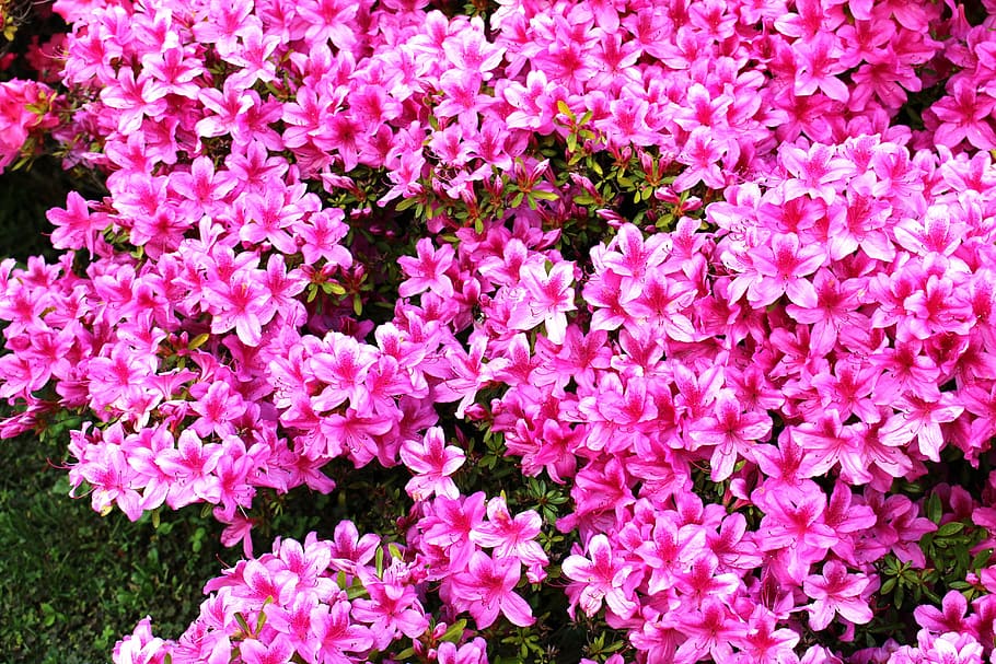flowers, azaleas, pink, bright, many flowers, sun, nature, pink Color, plant, backgrounds
