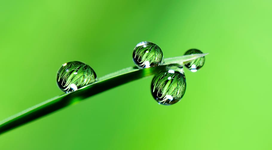 macro photography, water droplets, water, drops, grass, rain, nature, wet, fall, plant