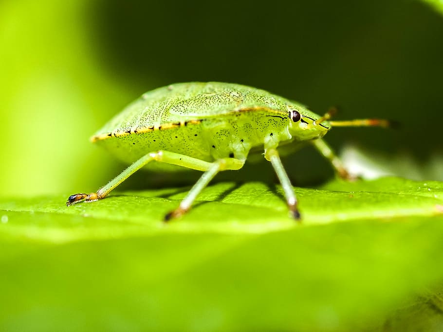 bug, stink bug, nature, animal, insect, leaf, close-up, macro, wildlife, green Color