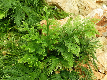 fern-garden-thailand-leaf-royalty-free-thumbnail.jpg