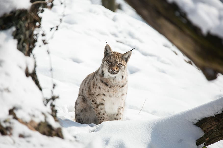 lynx, laying, snow, plain, winter, cold, nature, animal world, animal, cat
